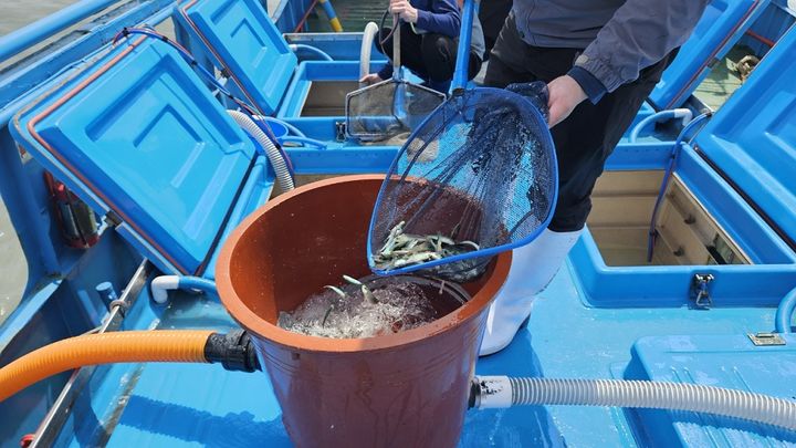 [신안=뉴시스] 쥐노래미 종자 방류. (사진=신안군 제공) 2025.05.27. photo@newsis.com *재판매 및 DB 금지