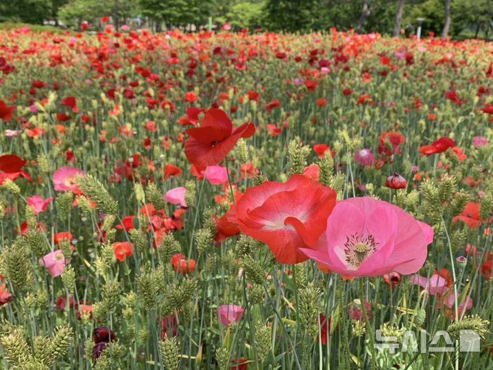 [여주=뉴시스]금은모래 강변에 활짝 핀 꽃양귀비(사진=여주시 제공)2025.05.27.photo@newsis.com