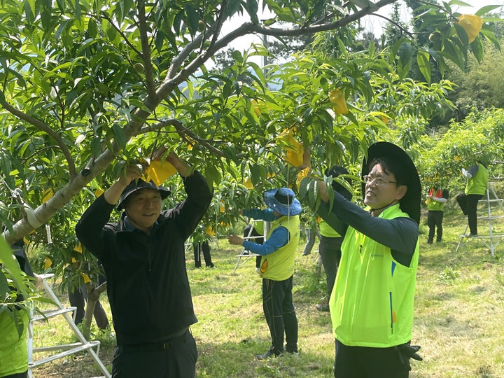 [무안=뉴시스] 농협 전남본부는 27일 능주농협 등과 함께 화순 복숭아 재배 농가를 찾아 과실 솎기, 봉지 씌우기 봉사 활동을 펼쳤다. (사진=전남농협 제공) 2025.05.27. photo@newsis.com&nbsp; *재판매 및 DB 금지