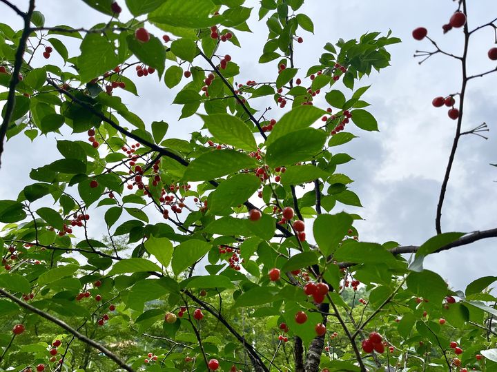 [양양=뉴시스] 양양 명지리 앵두나무.(사진=양양군 제공)photo@newsis.com *재판매 및 DB 금지