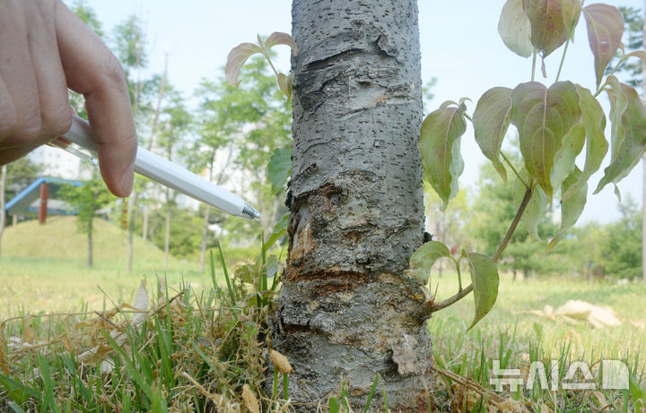 [전주=뉴시스] 김얼 기자 = 전북 전주시 덕진구 만성동에 위치한 문화공원의 나무에 예초기로 인해 생긴듯한 상처가 나 있다. 2025.06.01. pmkeul@newsis.com