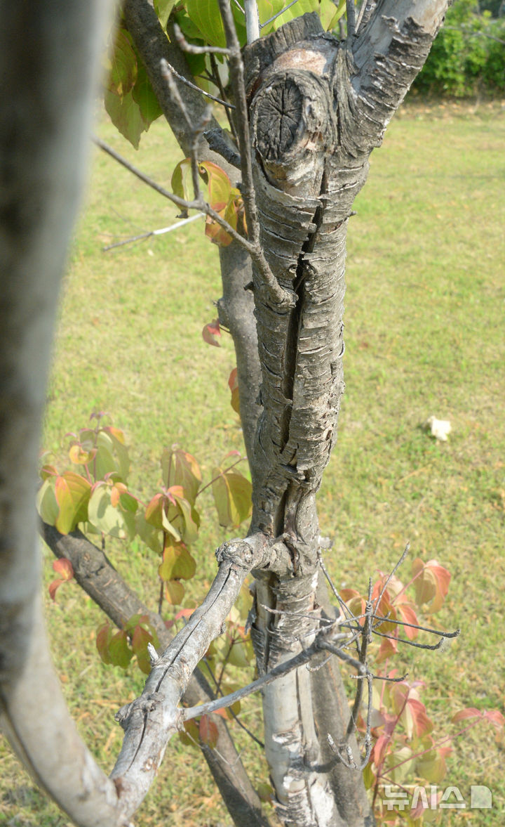 [전주=뉴시스] 김얼 기자 = 전북 전주시 덕진구 만성동에 위치한 문화공원의 나무가 쪼개진 채 말라가고 있다. 2025.06.01. pmkeul@newsis.com