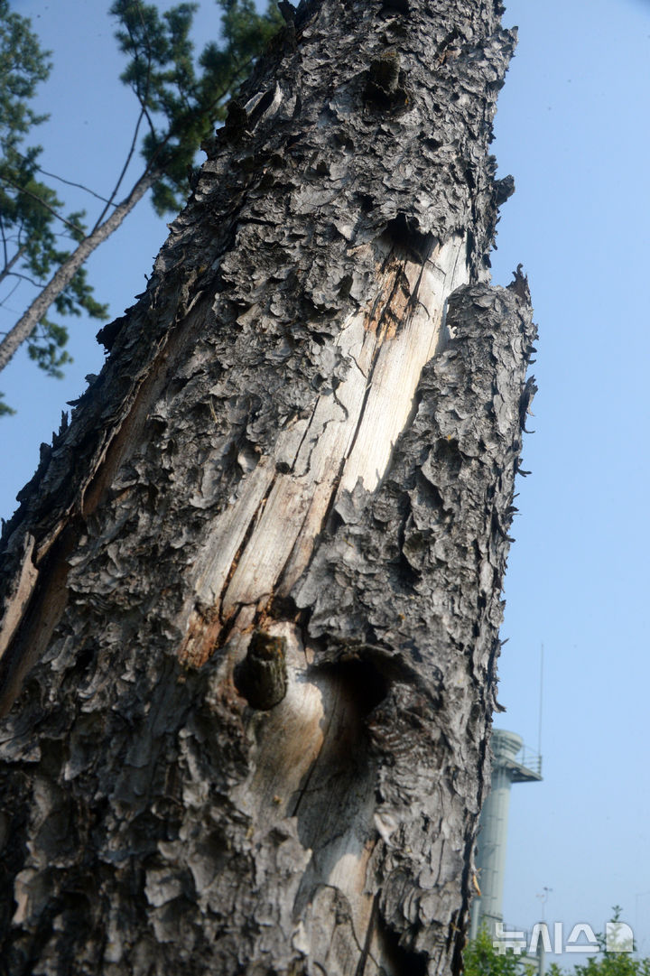 [전주=뉴시스] 김얼 기자 = 전북 전주시 덕진구 만성동에 위치한 문화공원의 나무가 말라가고 있다. 2025.05.30. pmkeul@newsis.com