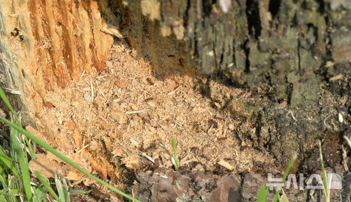 [전주=뉴시스] 김얼 기자 = 전북 전주시 덕진구 만성동에 위치한 문화공원의 나무에 예초기로 인해 생긴듯한 상처가 나 있어 개미들이 주변을 갉아 집을 짓고 있다. 2025.05.30. pmkeul@newsis.com