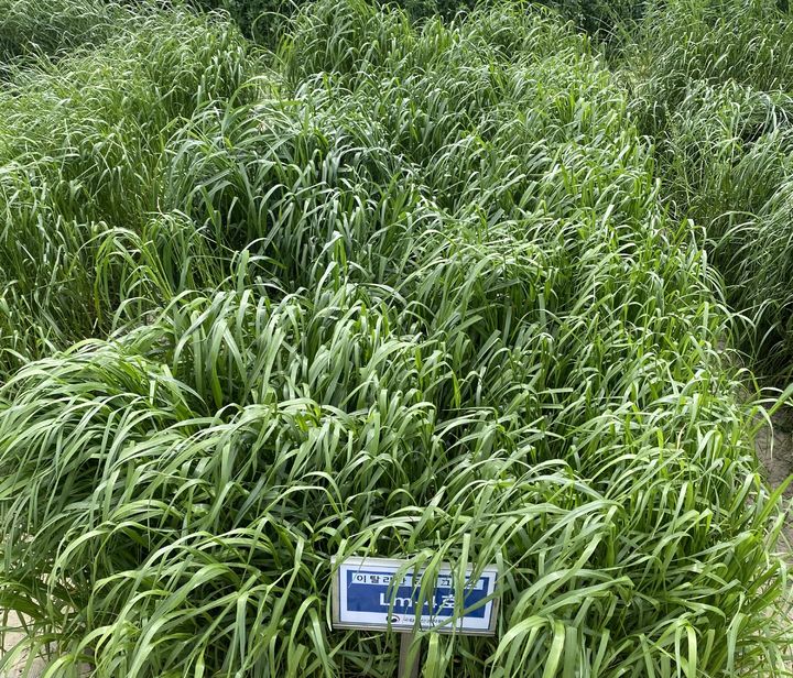 [세종=뉴시스] 국내 개발 스파이더. (사진=농촌진흥청 제공) *재판매 및 DB 금지