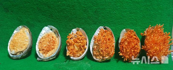 [광주=뉴시스] 전남 완도군은 28일 완도 전복을 배지로 활용해 배양한 동충하초의 코디세핀 함량이 기존 현미 배지 대비 25배 증가한 것으로 나타났다고 밝혔다. (사진=완도군 제공) 2025.05.28. photo@newsis.com *재판매 및 DB 금지