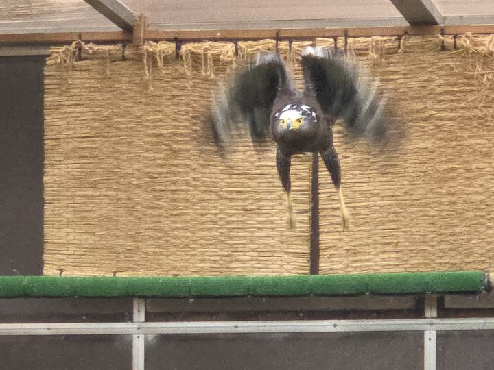 [부산=뉴시스] 관수리 비행 장면 (사진=부산시 낙동강관리본부 낙동강하구에코센터 제공) 2025.05.28. photo@newsis.com *재판매 및 DB 금지