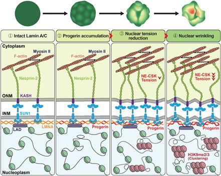 사진은 연구 개념도. 정상 핵막 단백질인 라민A에 유전자 변이가 일어난 프로게린 단백질이 혼입됨에 따라 핵막의 변형이 일어나며, 핵내 크로마틴 분포가 달라지고 유전자 발현이 조절된다. (사진=고려대 제공) *재판매 및 DB 금지