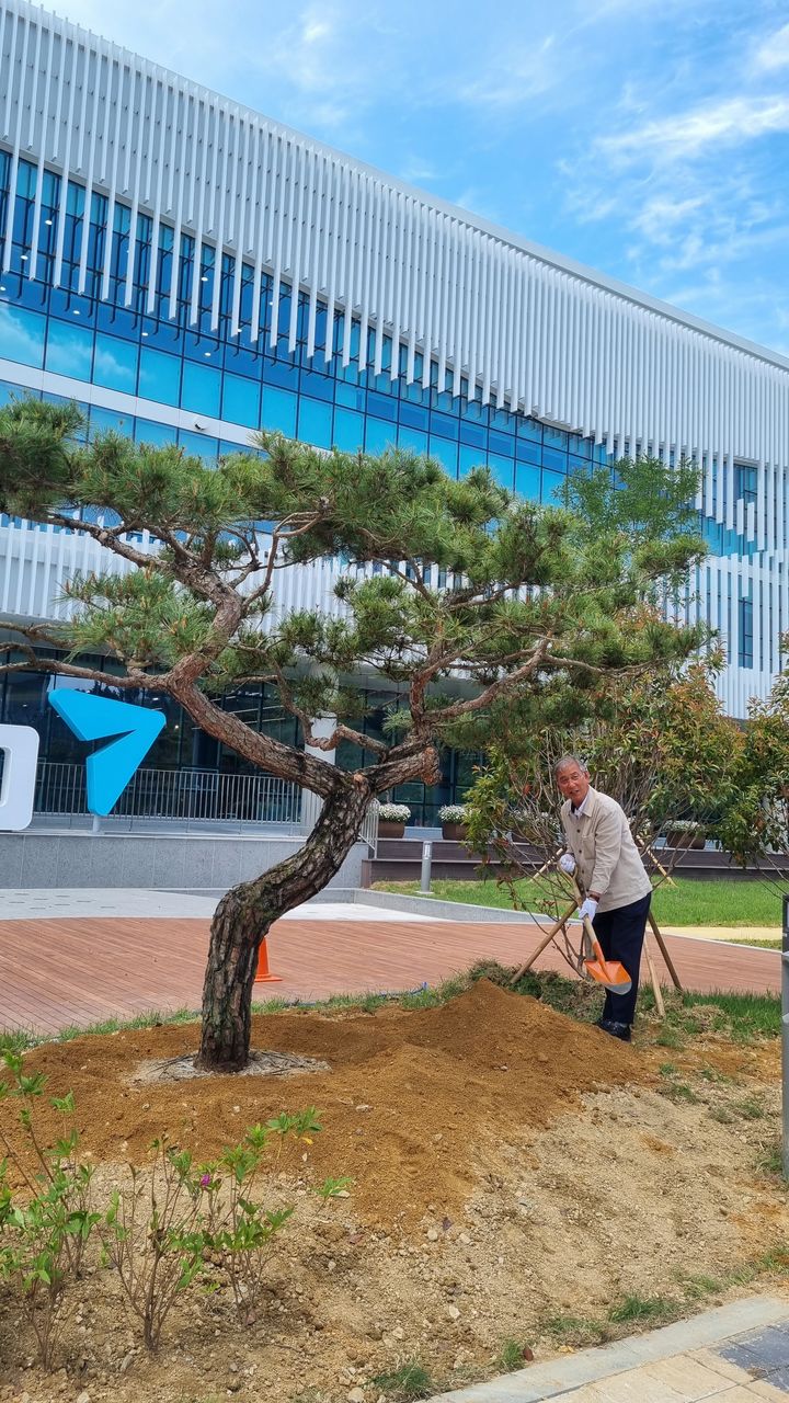 [밀양=뉴시스] 이병희 전 경상남도의회 부의장이 경상남도교육청 진로교육원에 자신이 소장하던 70년 된 소나무를 기증해 식재하고 있다. (사진=시민 제공) 2025.05.27. photo@newsis.com *재판매 및 DB 금지