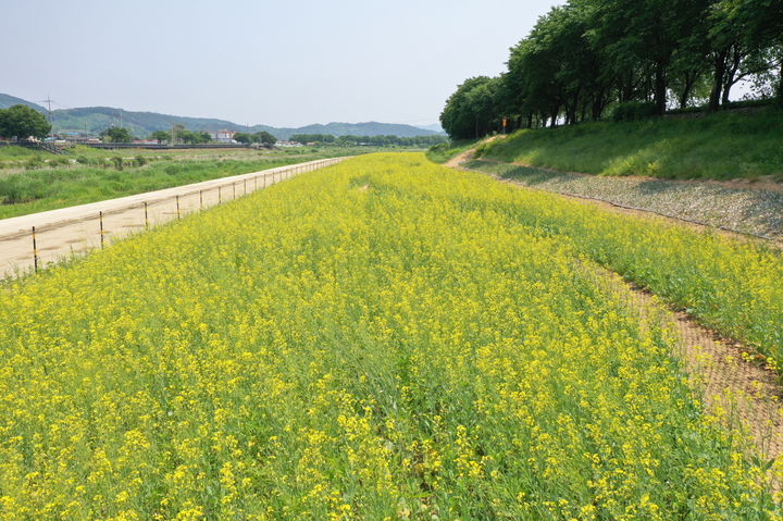보은군 보청천 유채꽃밭 *재판매 및 DB 금지