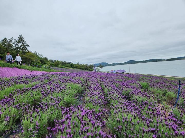 [신안=뉴시스] 신안군 '퍼플섬 라벤더꽃 축제'. (사진=신안군 제공) 2025.05.28. photo@newsis.com *재판매 및 DB 금지