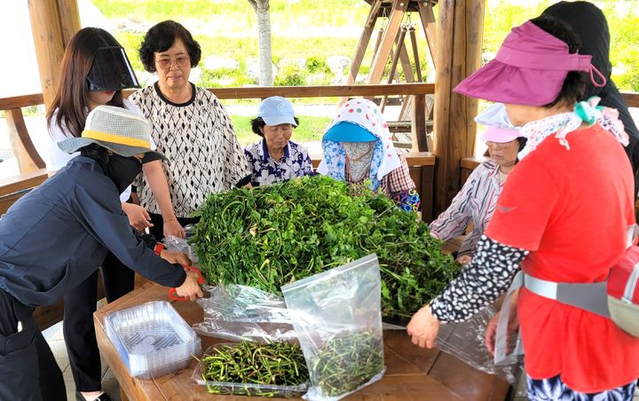 미나리 작업하는 충주 가정마을 노인들 *재판매 및 DB 금지