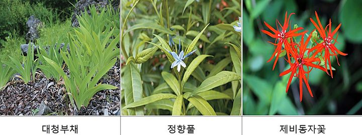 멸종위기 야생식물. *재판매 및 DB 금지