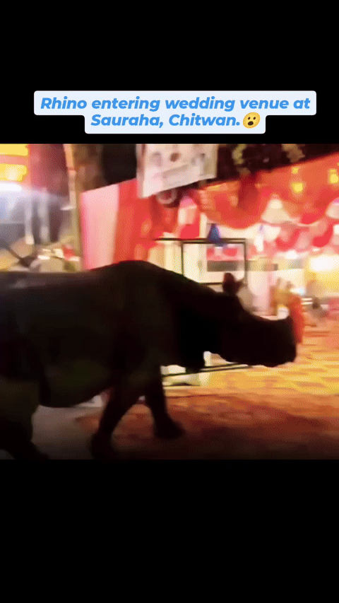 [서울=뉴시스] 네팔의 한 결혼식장에 야생 코뿔소가 등장했다.(사진=인스타그램) *재판매 및 DB 금지