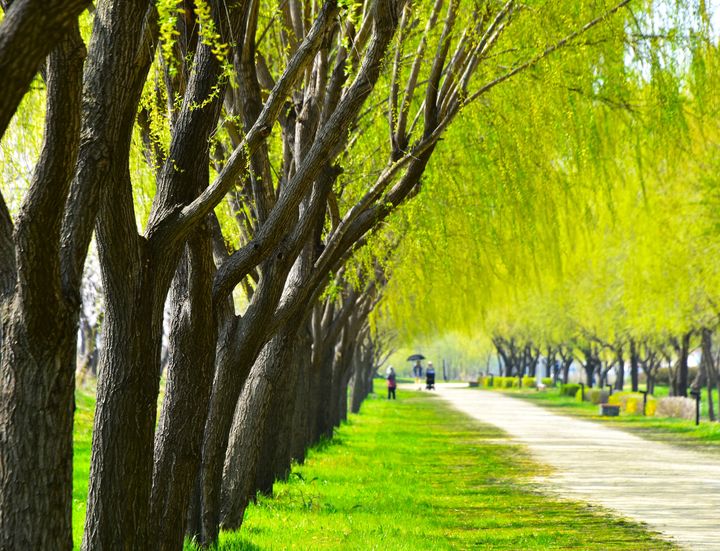 [당진=뉴시스] 합덕제 버드나무길 전경. (사진=당진시 제공) 2025.05.28. photo@newsis.com *재판매 및 DB 금지