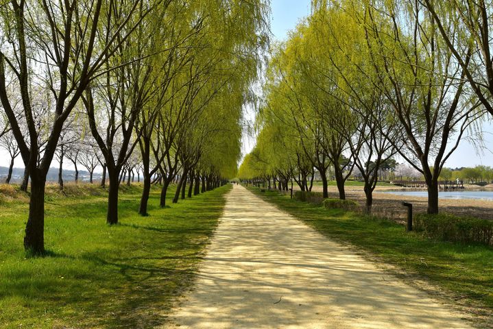 [당진=뉴시스] 합덕제 버드나무길 전경. (사진=당진시 제공) 2025.05.28. photo@newsis.com *재판매 및 DB 금지