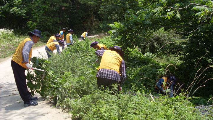 [양양=뉴시스] 양양군이 생태계 교란식물을 제거하고 있는 모습.(사진=양양군 제공)photo@newsis.com *재판매 및 DB 금지