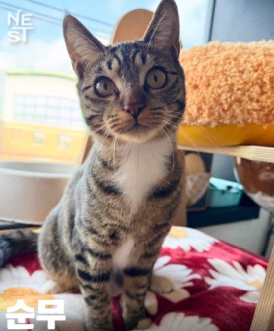 [뉴시스] A씨는 "평소 고양이 임시 보호도 자주 할 정도로 고양이를 좋아한다"고 했고, 이에 보호센터 측은 믿고 순무를 입양 보냈다. (사진=동물보호단체 네스트) *재판매 및 DB 금지