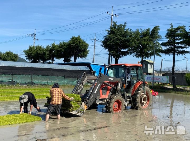영천시, '벼 육묘' 긴급 지원 현장