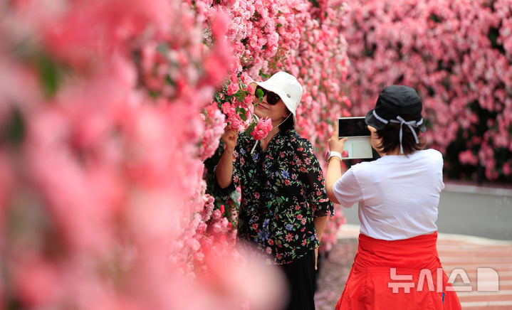 [서귀포=뉴시스] 우장호 기자 = 흐린 날씨를 보인 28일 오후 제주 서귀포시 예래동의 한 음식점 진입로에 장미가 활짝 펴 도민과 관광객들의 시선을 사로잡고 있다. 2025.05.28. woo1223@newsis.com