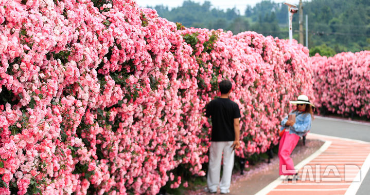 [서귀포=뉴시스] 우장호 기자 = 흐린 날씨를 보인 28일 오후 제주 서귀포시 예래동의 한 음식점 진입로에 장미가 활짝 펴 도민과 관광객들의 시선을 사로잡고 있다. 2025.05.28. woo1223@newsis.com