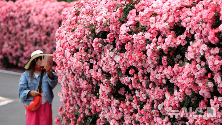 [서귀포=뉴시스] 우장호 기자 = 흐린 날씨를 보인 28일 오후 제주 서귀포시 예래동의 한 음식점 진입로에 장미가 활짝 펴 도민과 관광객들의 시선을 사로잡고 있다. 2025.05.28. woo1223@newsis.com