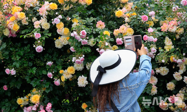 [서귀포=뉴시스] 우장호 기자 = 흐린 날씨를 보인 28일 오후 제주 서귀포시 예래동의 한 음식점 진입로에 장미가 활짝 펴 도민과 관광객들의 시선을 사로잡고 있다. 2025.05.28. woo1223@newsis.com