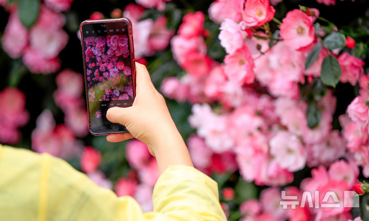 [서귀포=뉴시스] 우장호 기자 = 흐린 날씨를 보인 28일 오후 제주 서귀포시 예래동의 한 음식점 진입로에 장미가 활짝 펴 도민과 관광객들의 시선을 사로잡고 있다. 2025.05.28. woo1223@newsis.com