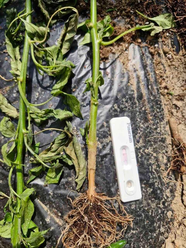  [예천=뉴시스] 바이러스 의심 원예작물. (사진=예천군 제공) 2025.05.29. photo@newsis.com *재판매 및 DB 금지