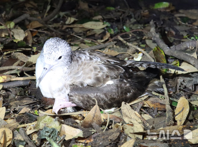 [서울=뉴시스] 6월 해양생물 '슴새'.