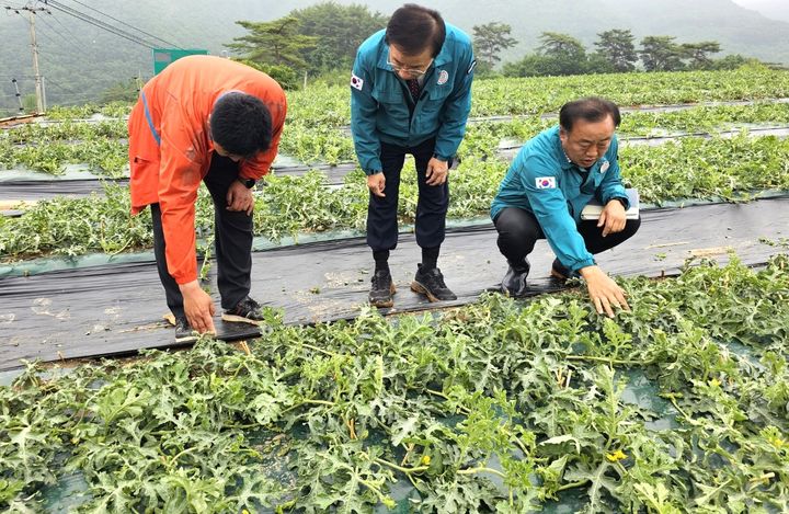 [단양=뉴시스] 이병찬 기자 = 김문근(가운데) 단양군수가 29일 충북 단양군 어상천면 수박농가를 찾아 우박 피해 상황을 점검하고 있다. 어상천면 일대에는 전날 오후 3~6시 1㎝ 내외의 우박이 쏟아졌다.(사진=단양군 제공)2025.05.29.photo@newsis.com *재판매 및 DB 금지