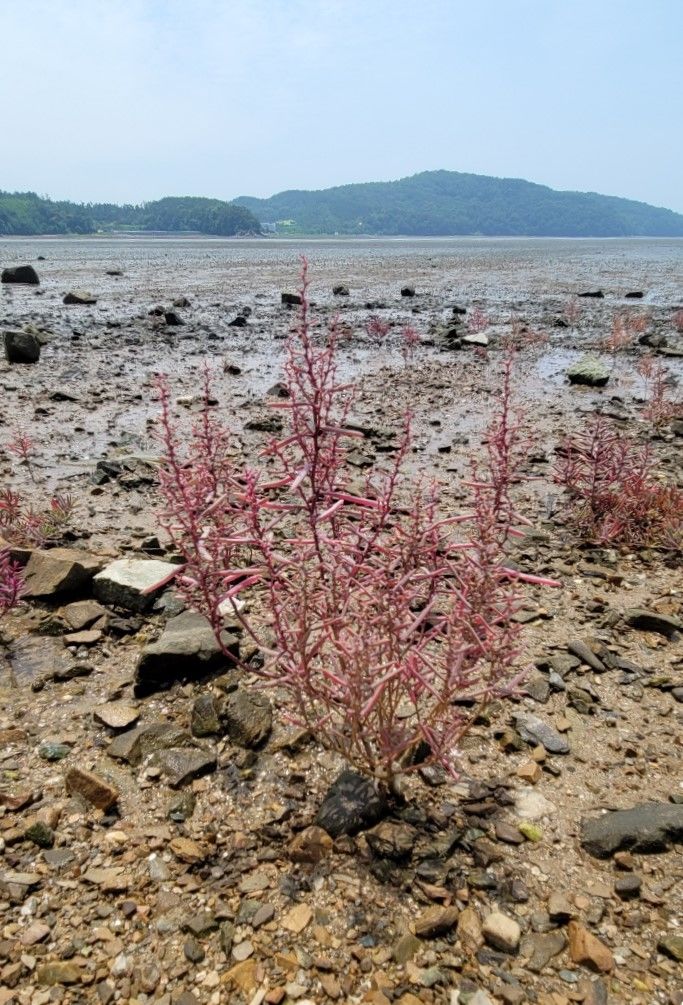 [수원=뉴시스] 염생식물 칠면초. (사진=경기도 제공) 2025.05.29. photo@newsis.com *재판매 및 DB 금지