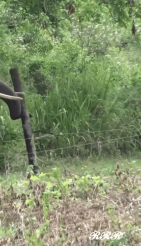 [뉴시스]인도의 한 코끼리가 길을 막은 고압 전선을 코를 이용해 영리하게 처리했다. (사진=더프리프레스저널) *재판매 및 DB 금지