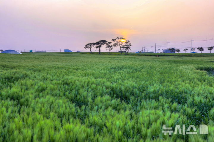 [포항=뉴시스] 송종욱 기자 = 사진은 호미곶면 일원의 경관 농업 청보리 단지 전경. (사진=포항시 제공) 2025.05.29. photo@newsis.com