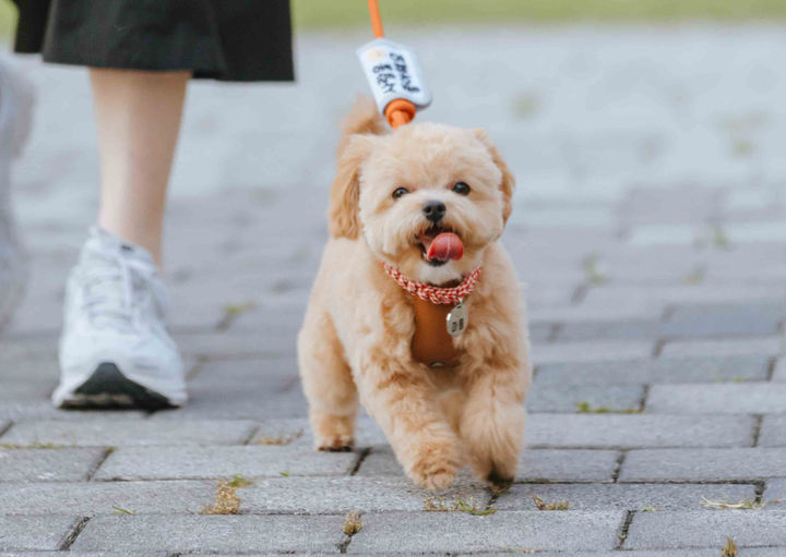 [광주=뉴시스] 반려동물 동반 문화 나들이. (사진=ACC제공) 2025.05.29. photo@newsis.com *재판매 및 DB 금지