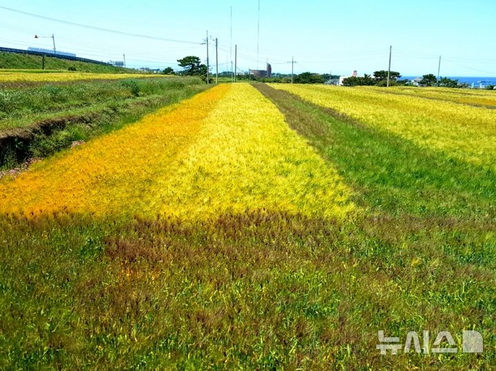 [포항=뉴시스] 송종욱 기자 = 경북 포항 호미곶면 일원에 경관 농업으로 청·흑·자색 보리 등 유색 보리가 절경을 이루며 관광·경제 활성화로 농촌 경제에 활력이 되고 있다. 사진은 호미곶면 일원의 경관 농업 유색 보리 전경. (사진=포항시 제공) 2025.05.29. photo@newsis.com
