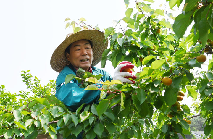 [창녕=뉴시스] 성낙인 군수가 대합면에 있는 살구 농가를 찾아 살구 수확을 하고 있다. (사진= 창녕군 제공) 2025.05.29. photo@newsis.com *재판매 및 DB 금지