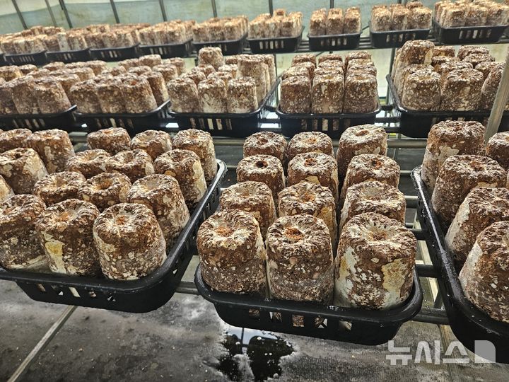 [경주=뉴시스] 경주 버섯 재배 현장. (사진=뉴시스 DB). photo@newsis.com 