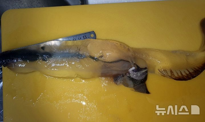 [제주=뉴시스] 지난 26일 제주 구좌읍 연안에서 발견된 카리나리아 크리스타타. 해당 어종은 주로 태평양 깊은 수심에서 생활하는 것으로 알려져 있다. (사진=제주해양수산연구원 제공) 2025.05.29. photo@newsis.com