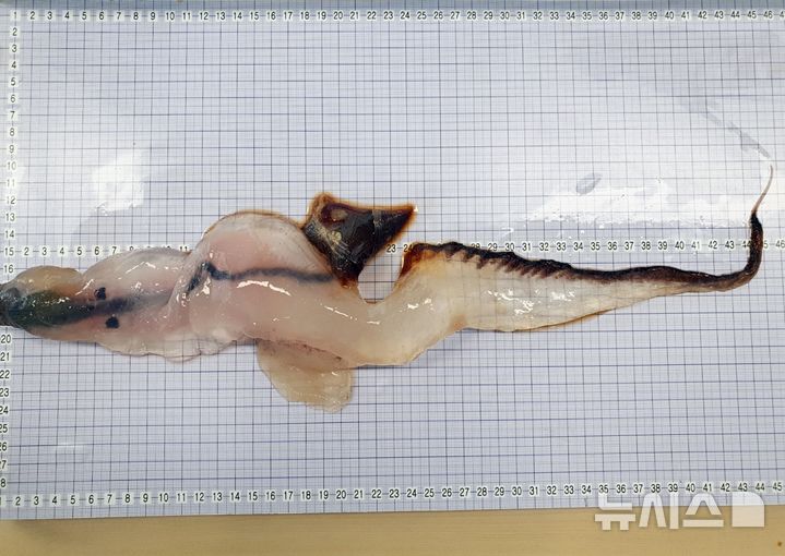 [제주=뉴시스] 지난 26일 제주 구좌읍 연안에서 발견된 카리나리아 크리스타타. 해당 어종은 주로 태평양 깊은 수심에서 생활하는 것으로 알려져 있다. (사진=제주해양수산연구원 제공) 2025.05.29. photo@newsis.com