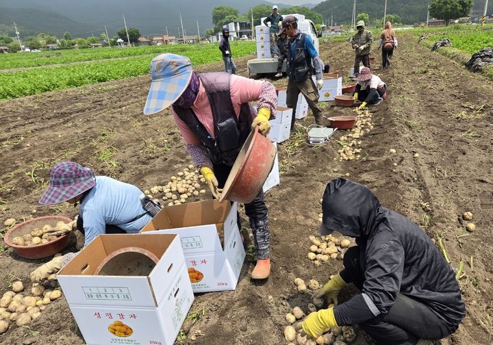 [보성=뉴시스] 전남 보성 봄 감자 수확 현장. (사진=보성군 제공) 2025.05.29. photo@newsis.com *재판매 및 DB 금지