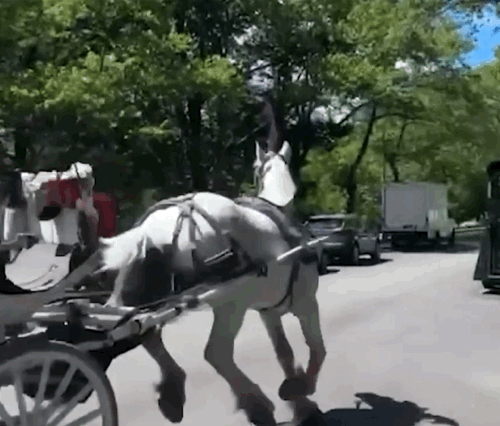 [뉴시스]페디캡 운전사가 자전거로 탈주한 말을 막아세웠다. (사진=뉴욕포스트) *재판매 및 DB 금지 *재판매 및 DB 금지