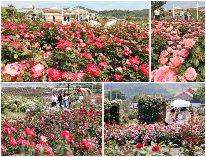 [임실=뉴시스] 장미꽃이 활짝 핀 임실치즈테마파크 유럽형 장미원 풍경. (사진=뉴시스 DB). photo@newsis.com *재판매 및 DB 금지