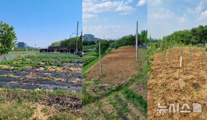 [안양=뉴시스] 석수동 충훈대교 인근 시유지 복원 현장(왼쪽부터 철거전-철거후-무궁화 식재후). *재판매 및 DB 금지