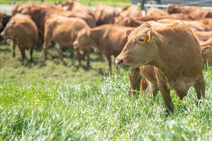 농진청, 올해 축산 시범사업 154억원 투입…기후·탄소·AI에 방점