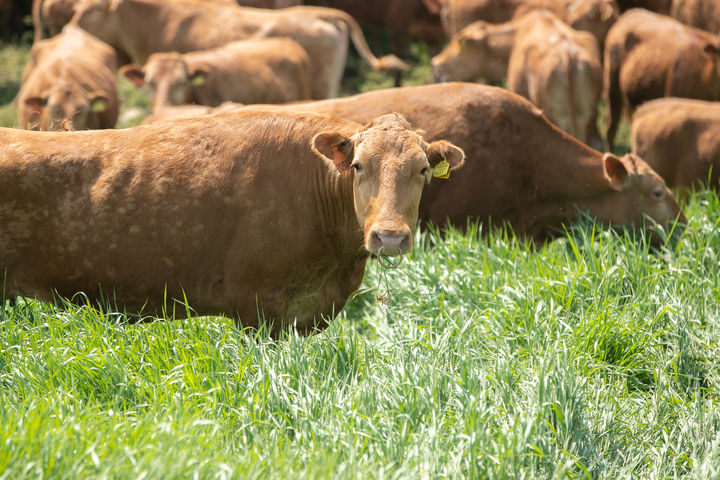 [서울=뉴시스] 김근수 기자 = 29일 강원도 평창군에 위치한 국립축산과학원 한우연구센터의 한우 200여 마리가 겨우내 축사 생활을 마치고 초지에서 풀을 뜯고 있다. (사진= 농촌진흥청 제공) 2025.05.29. photo@newsis.com *재판매 및 DB 금지