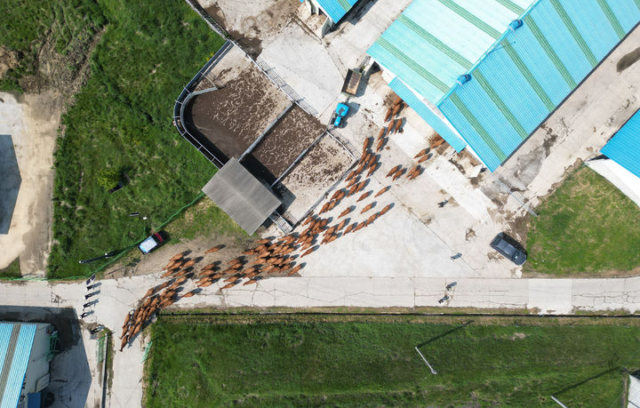 [서울=뉴시스] 김근수 기자 = 강원도 평창군에 위치한 국립축산과학원 한우연구센터의 한우 200여 마리가 축사를 나서고 있다. (사진= 농촌진흥청 제공) 2025.05.29. ks@newsis.com *재판매 및 DB 금지