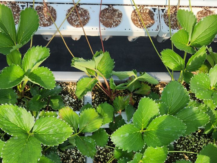 [논산=뉴시스]논산지역 딸기농가의 딸기 육묘기에서 작은뿌리파리(Bradysia spp.)의 발생이 점차 증가함에 따라 농가 피해가 예상된다. 논산시는 예찰과 방제 강화를 당부하고 나섰다. (사진=논산시 제공) 2025. 05. 30 photo@newsis.com *재판매 및 DB 금지