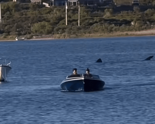 [뉴시스] 미국 로드아일랜드주 평화로운 휴양지 블록아일랜드의 연못에서 작은 보트를 뒤쫓는 거대한 상어가 포착됐다.(사진=Boston.com) 2025.5.27. *재판매 및 DB 금지 *재판매 및 DB 금지