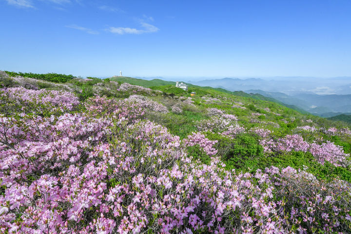  [영주=뉴시스] 소백산국립공원에 철쭉꽃이 활짝 피어 있다. (사진=영주시 제공) 2025.05.30. photo@newsis.com&nbsp; *재판매 및 DB 금지